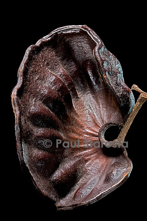 Enterolobium cyclocarpum (oreille cafre, guanacaste)