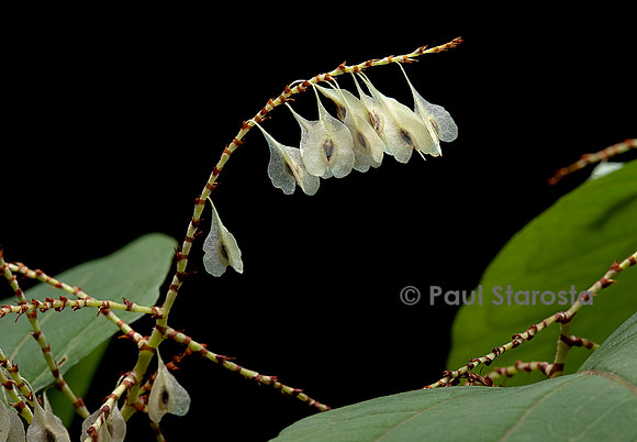 Reynoutria japonica (renouée du japon) - fruits