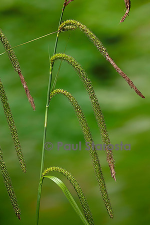 Carex pendula (laîche à épis pendants, laîche pendante, laîche élevée) - fruits