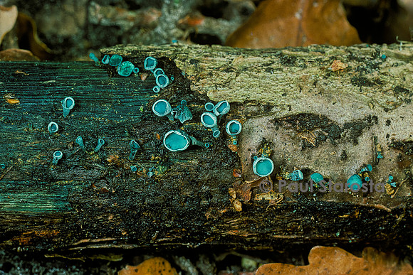 Chlorociboria aeruginosa (pézize turquoise, pézize bleu-vert, pézize vert-de-gris)