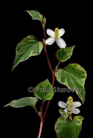 Houttuynia cordata 'Chameleon' (poivre de Chine, herbe à poivre)