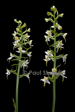 Platanthera chlorantha (platanthère à fleurs verdâtres, orchis verdâtre, orchis des montagnes)