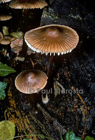 Mycena polygramma (mycène à pied strié)