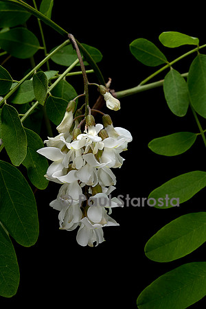 Robinia pseudoacacia (acacia, robinier, robinier, robinier faux-acacia)