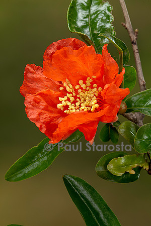 Punica granatum (grenadier) - fleur