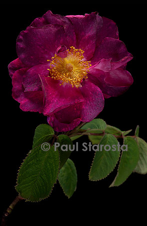 Rosa gallica ‘Alain Blanchard’