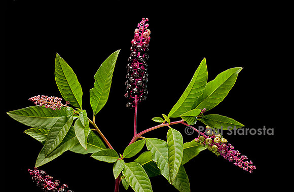 Phytolacca americana (raisin d'Amérique)