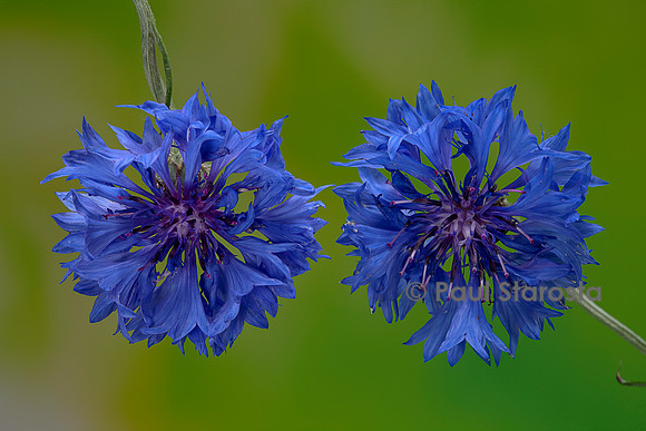 Centaurea cyanus (bleuet)