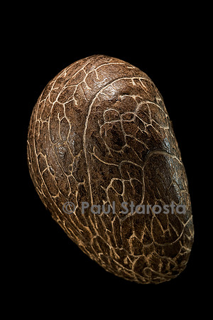 Phytelephas aequatorialis (ivoire végétal)
