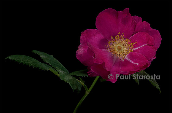 Rosa gallica ‘Frankfurt’