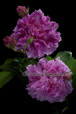 Rosa gallica ‘Henri Fouquier’
