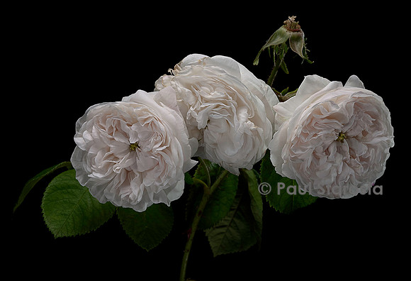 Rosa gallica ‘Comtesse de Lacépède’