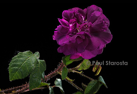 Rosa X centifolia muscosa ‘Nuits de Young’