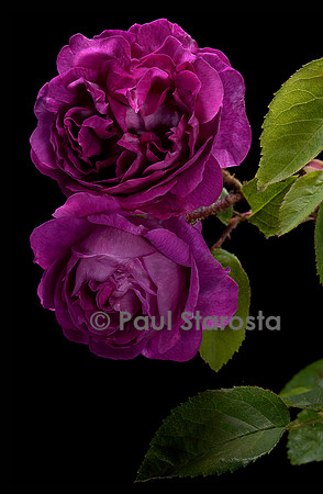 Rosa X centifolia muscosa ‘William Lobb’
