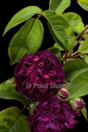 Rosa gallica ‘Prince Frédéric’