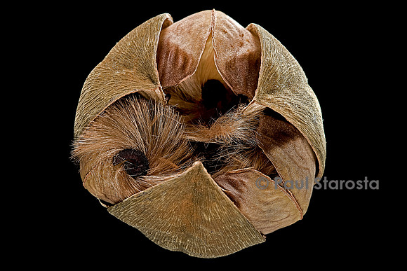 Cochlospermum religiosum  (fleur de Buddha) - fruit