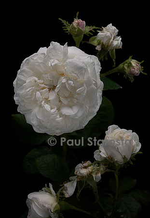 Rosa X damascena ‘Botzaris’