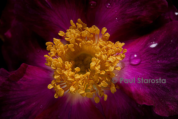 Rosa gallica ‘Violacea’