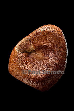 Carapa procera (crabwood d'Afrique)