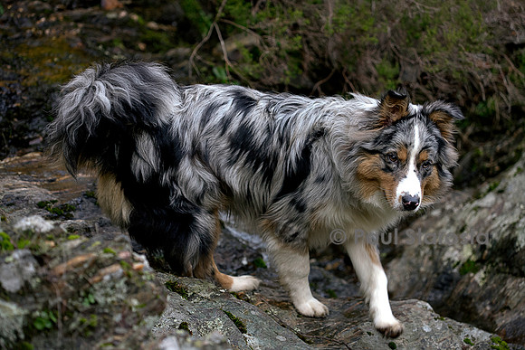 Canis lupus familiaris (chien Berger australien) - bleu merle