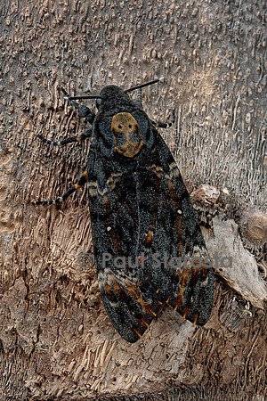 Acherontia atropos (sphinx tête-de-mort) - sur un tronc