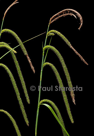 Carex pendula (laîche à épis pendants, laîche pendante, laîche élevée) - fruits
