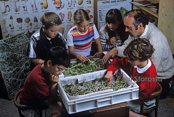 Elevage de vers à soie à l'école