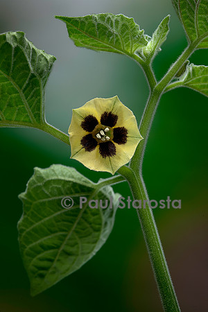 Physalis peruviana (coqueret du Pérou) - fleur