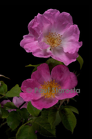 Rosa gallica var. velutinæflora