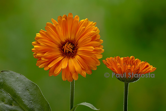 Calendula officinalis (souci, souci officinal, souci des jardins)