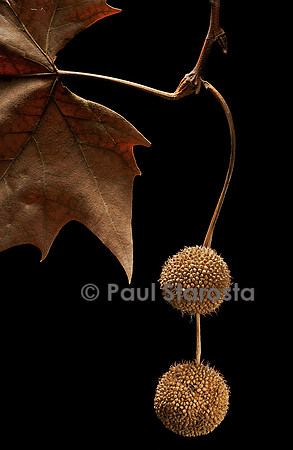 Platanus X acerifolia (platane commun) - fruit
