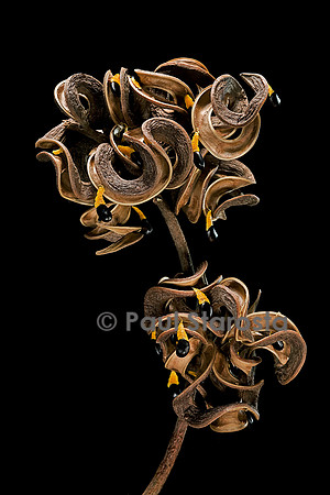 Acacia auriculiformis (akasmani) - infrutescence