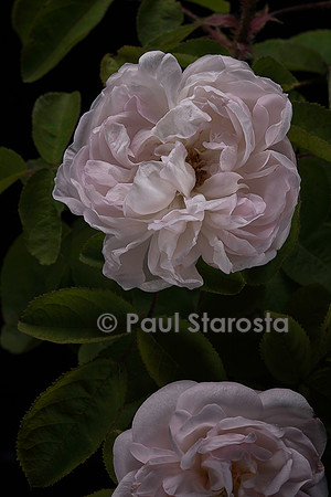 Rosa X centifolia muscosa ‘Mousseline’