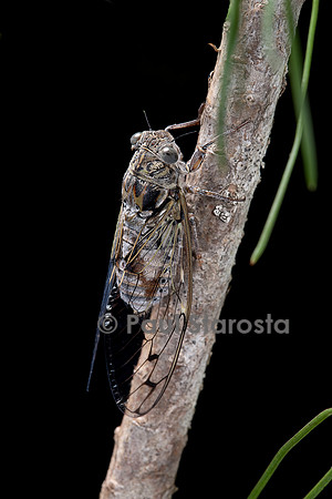 Cicada orni (cigale grise, cigale de l’orne)