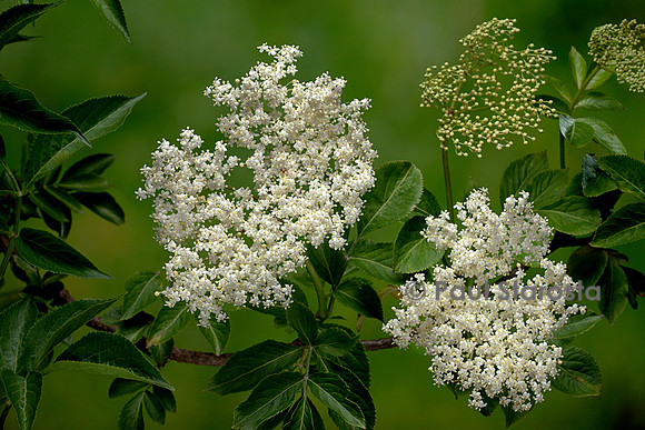 Sambucus nigra (grand sureau, sureau noir, arbre de Judas) - inflorescence