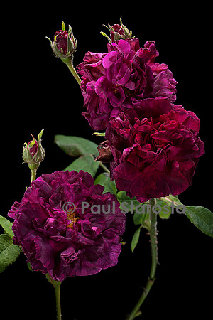 Rosa gallica ‘Rose des Maures’
