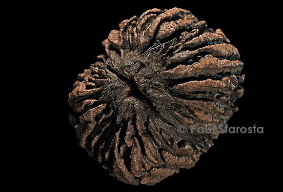 Juglans nigra (noyer noir d’Amérique) - fruit