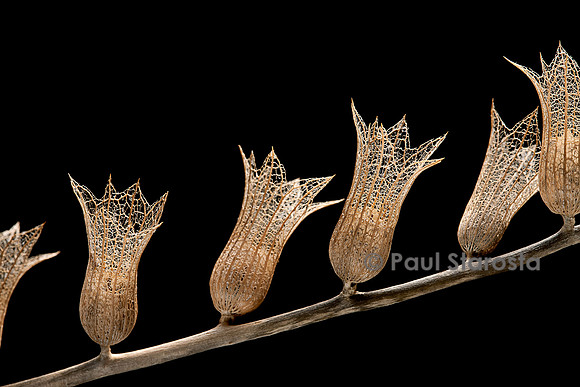 Hyoscyamus albus (jusquiame blanche) - fruit