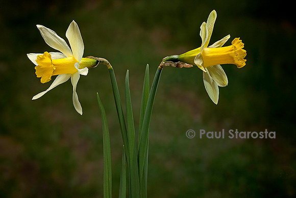 Narcissus pseudonarcissus (narcisse jaune)