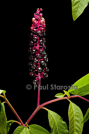 Phytolacca americana (raisin d'Amérique)