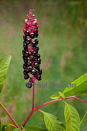 Phytolacca americana (raisin d'Amérique)