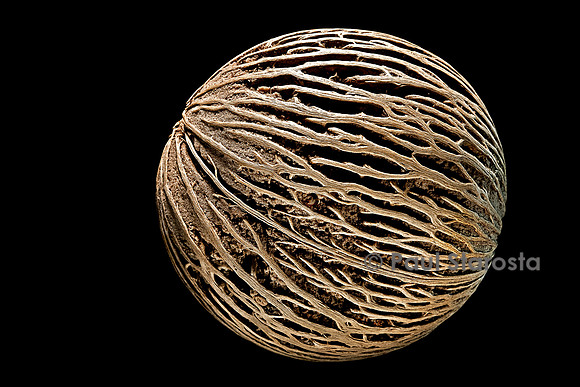 Cerbera odollam (arbre pong) - fruit