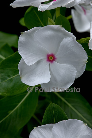 Catharanthus roseus (pervenche de Madagascar)