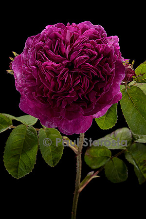 Rosa gallica ‘Louis Philippe’