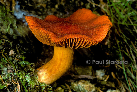 Cortinarius orellanus (cortinaire couleur de rocou, cortinaire des montagnes)
