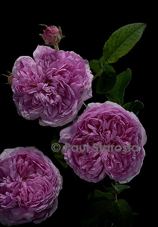 Rosa gallica ‘Belle Sans Flatterie’