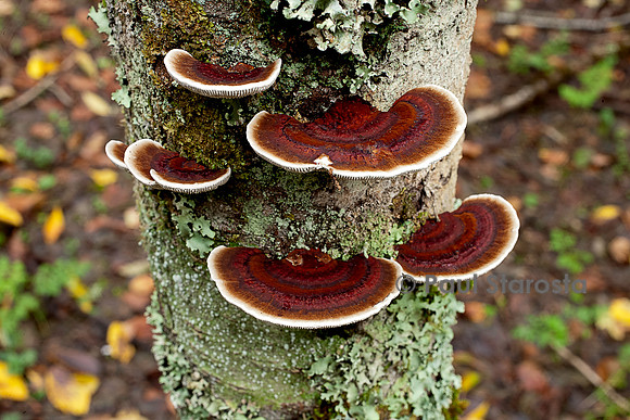 Gloeophyllum sepiarium (lenzite des clôtures)