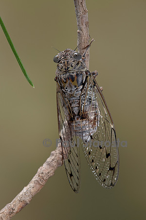 Cicada orni (cigale grise, cigale de l’orne)