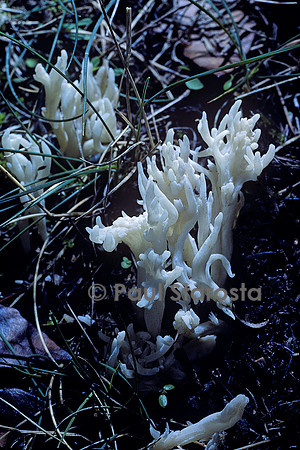 Clavulina cristata (clavaire à crêtes)