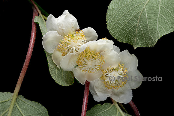 Actinidia deliciosa.(kiwi) - fleurs femelles